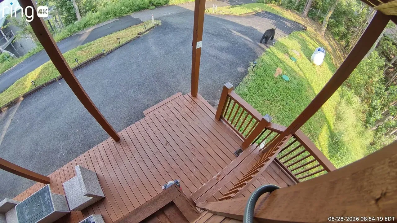 Still from the video: Early morning at the top of the drive, August 28